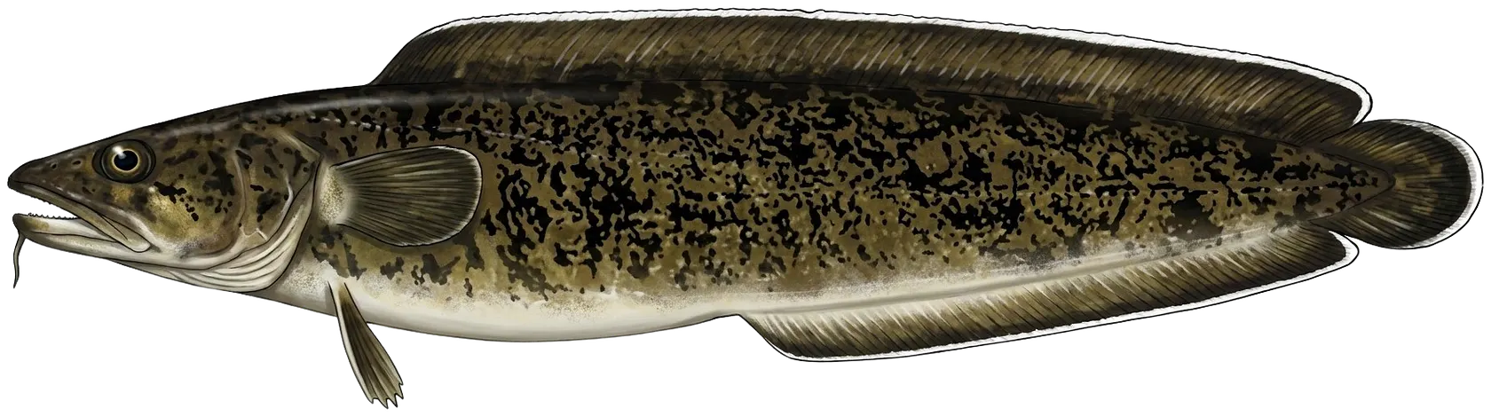 Tusk