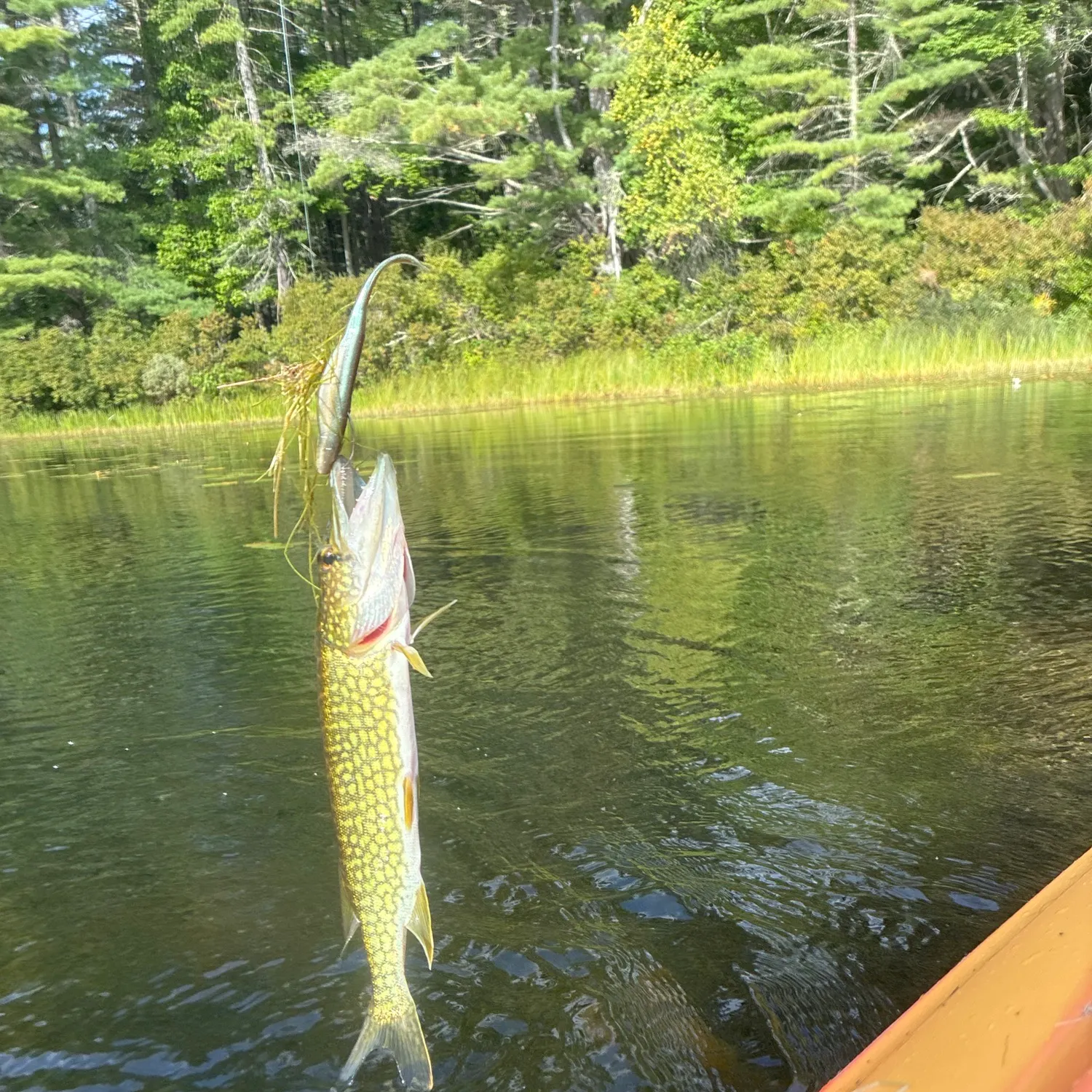 Chain pickerel caught on Fishbrain
