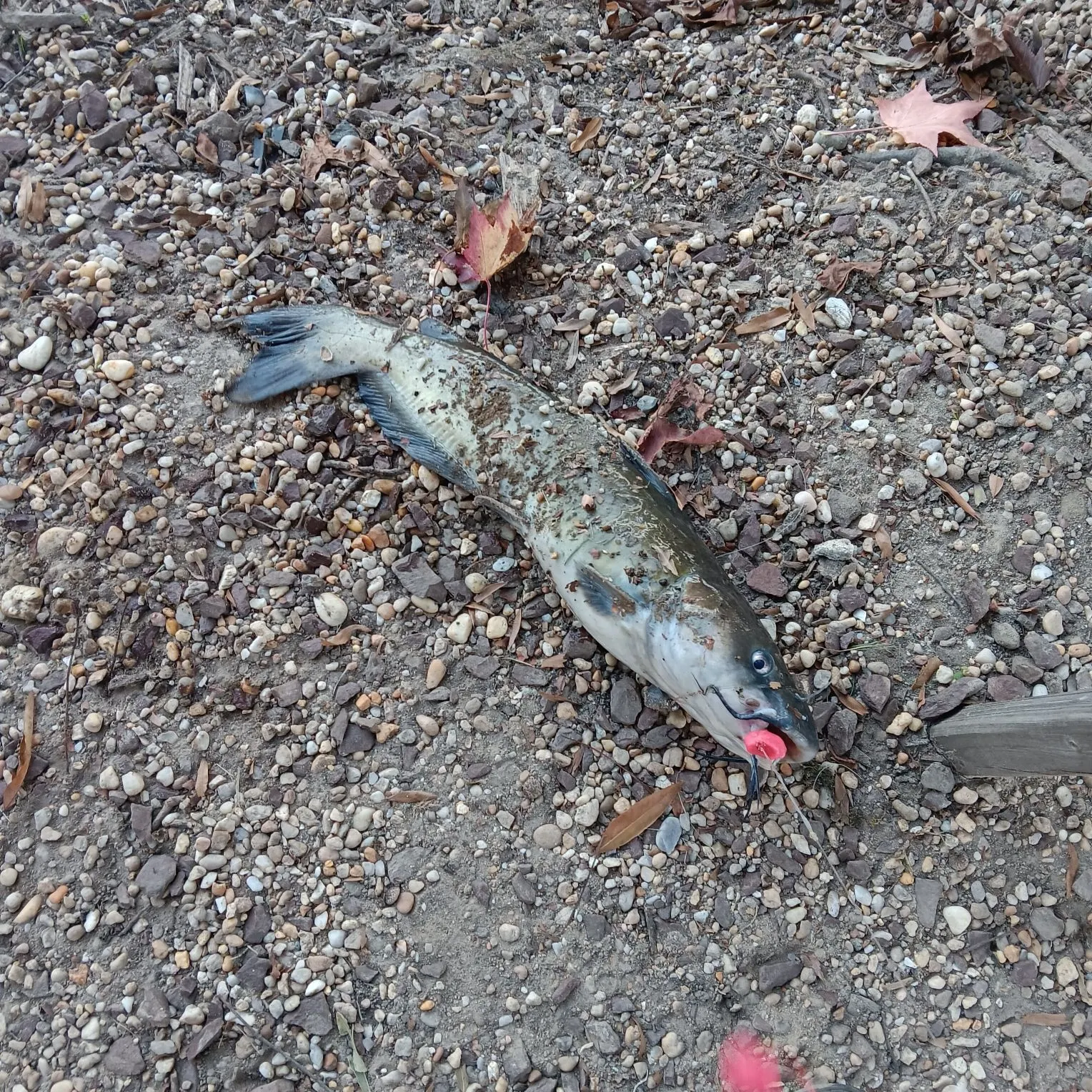 Channel catfish caught on Fishbrain