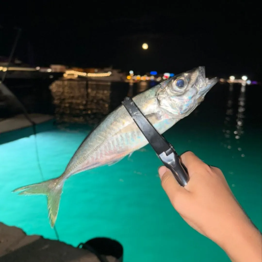 The most recent Greenback horse mackerel catches on Fishbrain