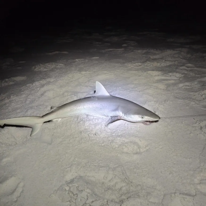 The most recent Sandbar shark catches on Fishbrain