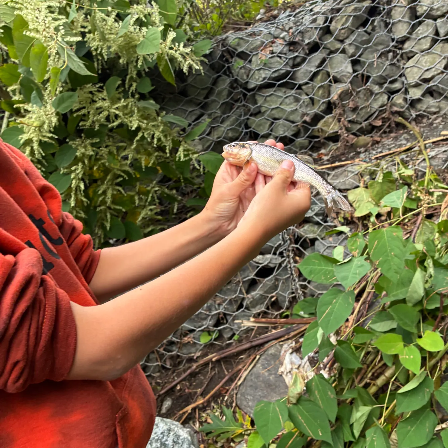 Creek chub caught on Fishbrain