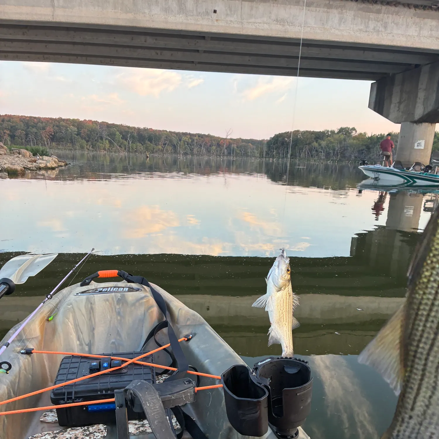 White bass caught on Fishbrain