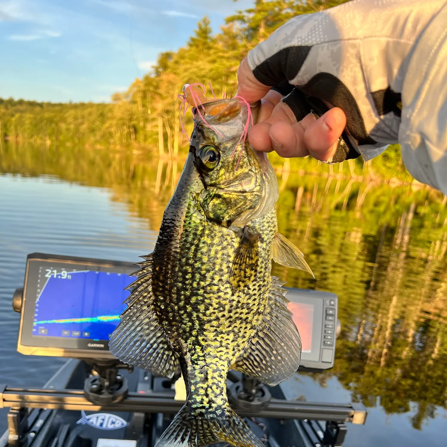 Black crappie caught on Fishbrain