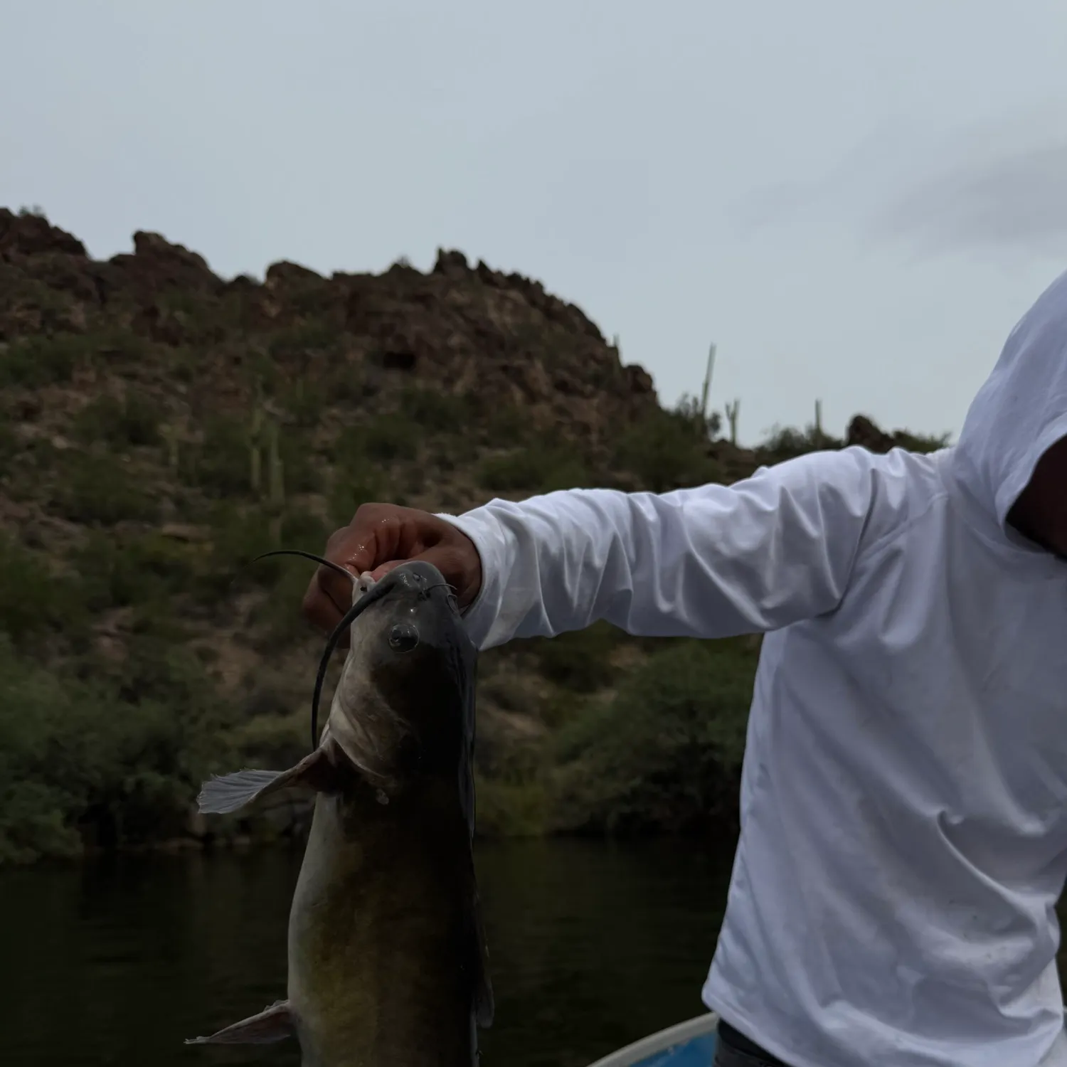 Channel catfish caught on Fishbrain