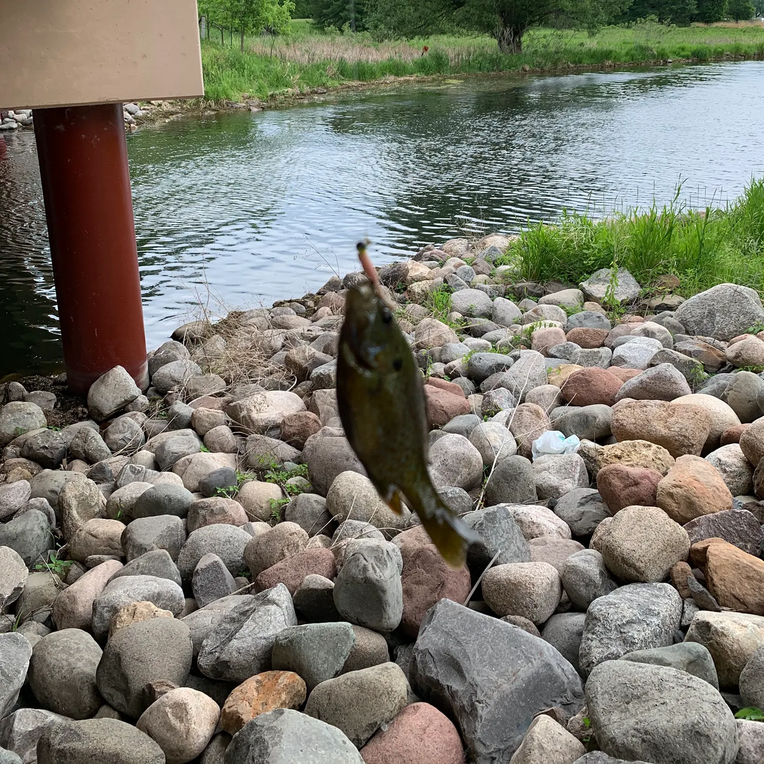 The most recent Mud sunfish catches on Fishbrain