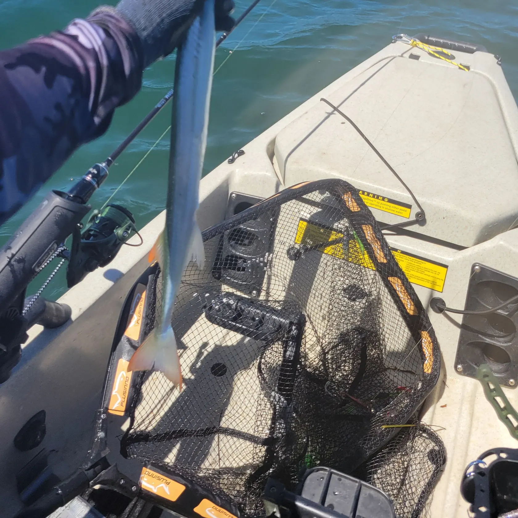 The most recent California needlefish catches on Fishbrain