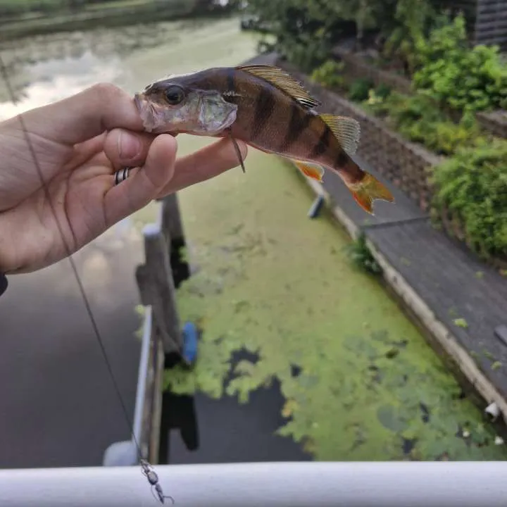 European perch caught on Fishbrain
