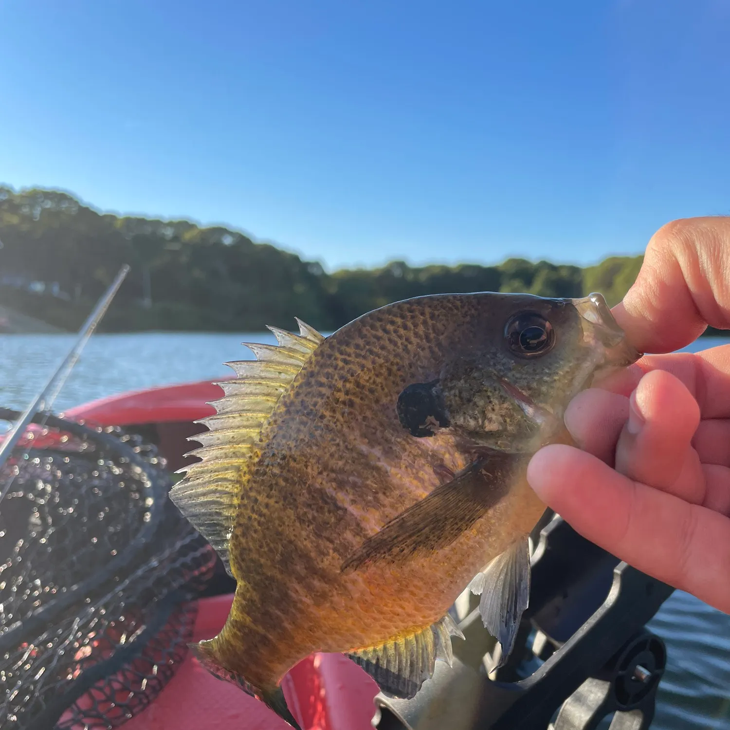 Bluegill caught on Fishbrain