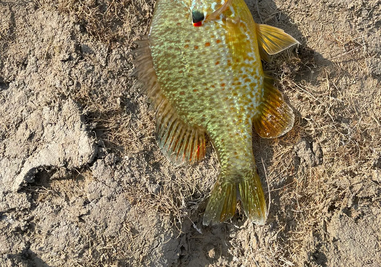 Orangespotted sunfish