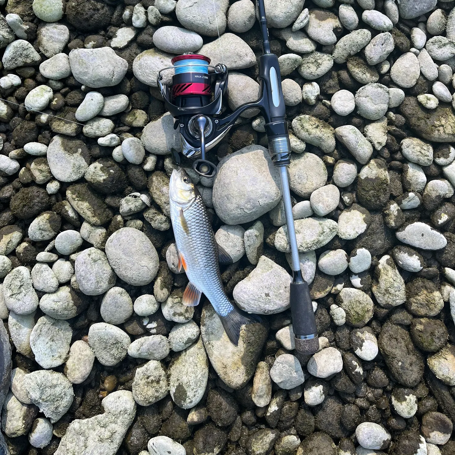 European chub caught on Fishbrain