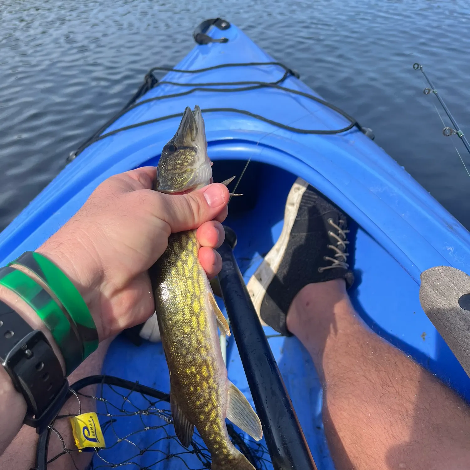 Chain pickerel caught on Fishbrain