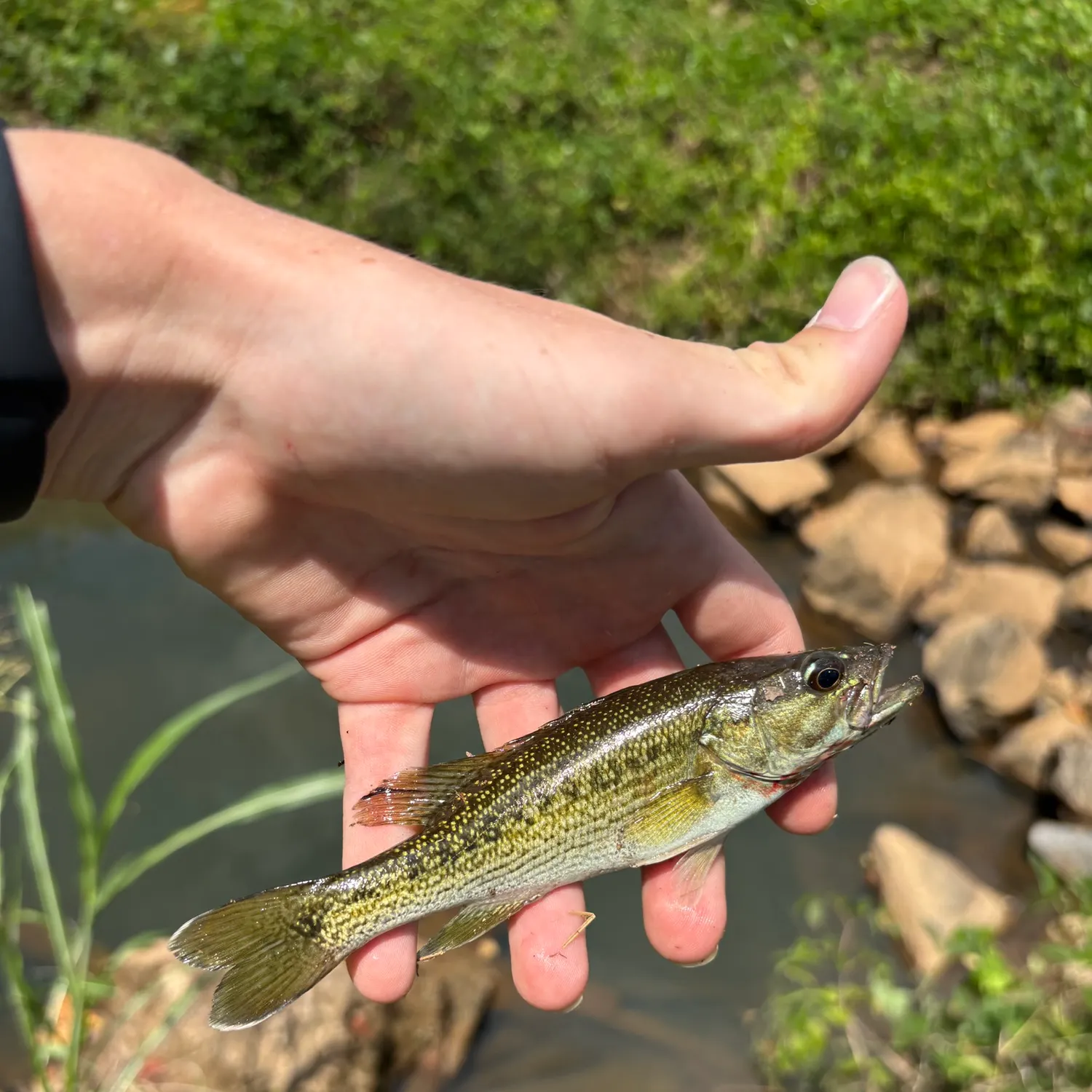 The most recent Tallapoosa bass catches on Fishbrain