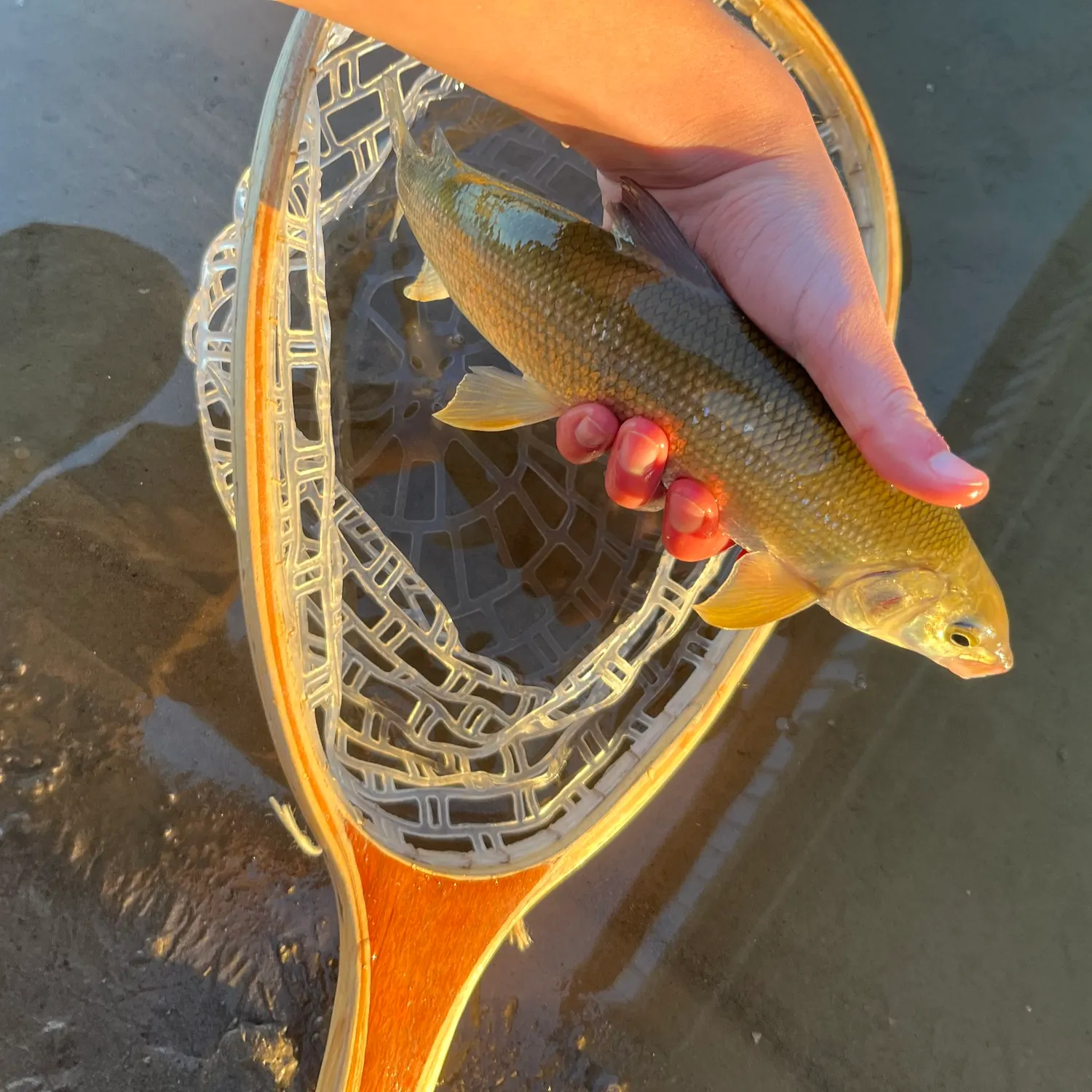 Mountain whitefish caught on Fishbrain