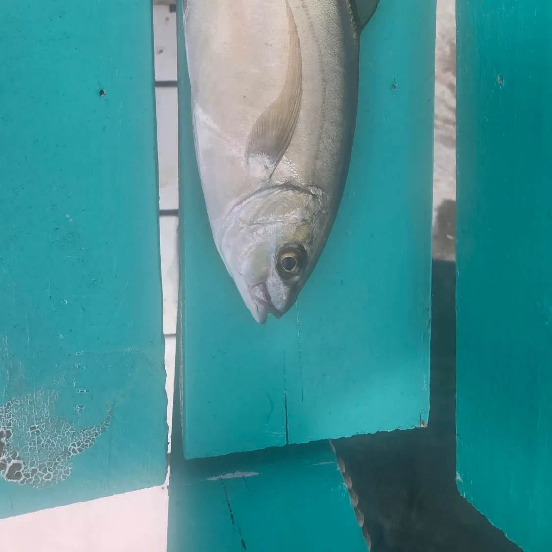 The most recent Bar jack catches on Fishbrain