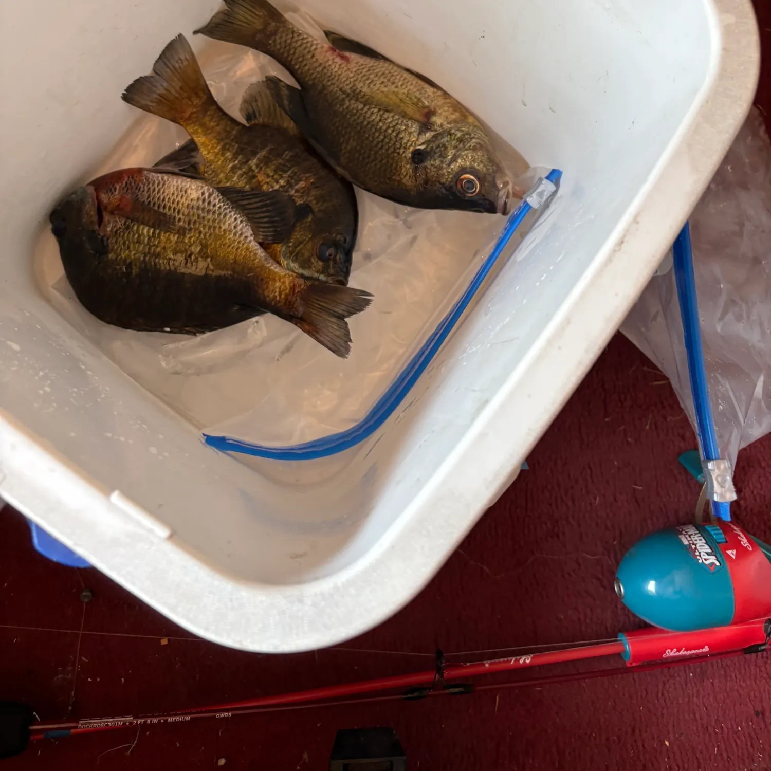 recently logged catches