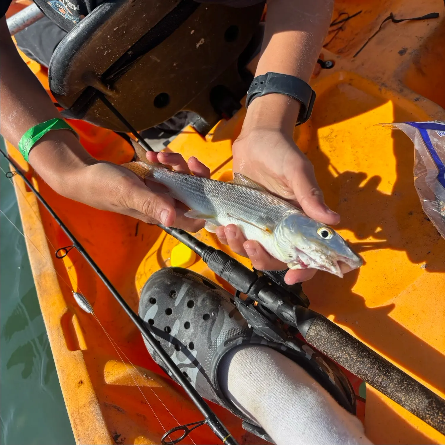 The most recent West Atlantic bonefish catches on Fishbrain