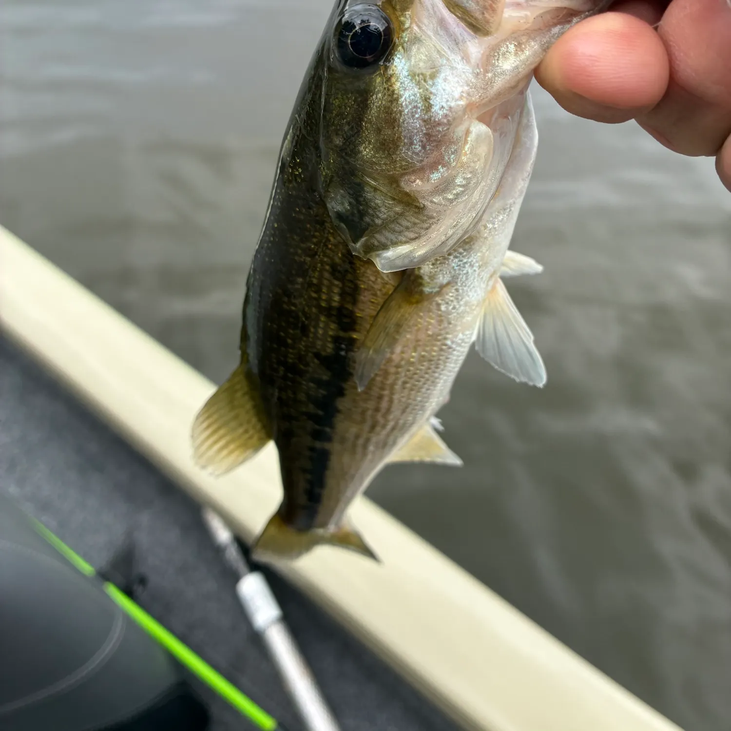 Spotted bass caught on Fishbrain