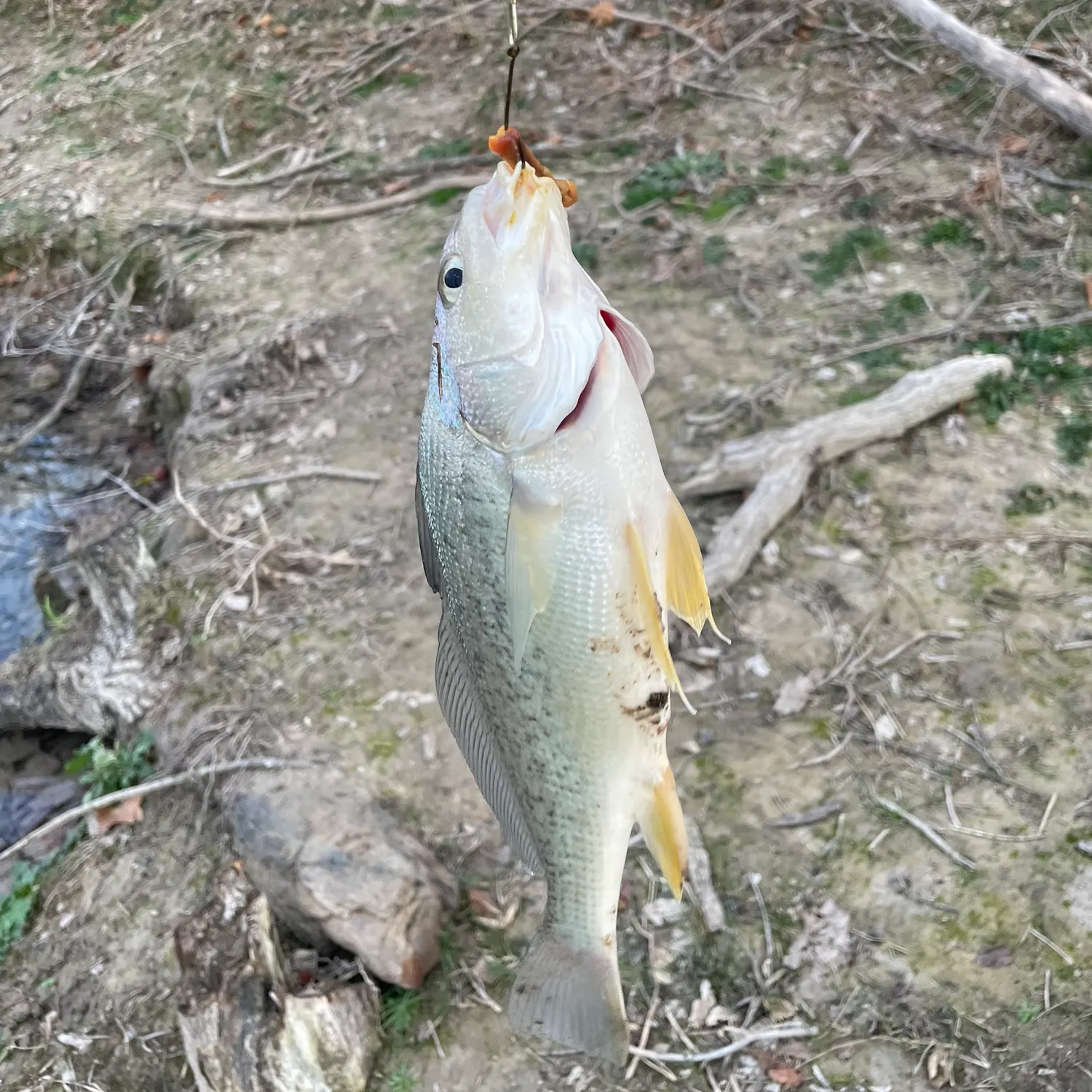 The most recent White bass catches on Fishbrain
