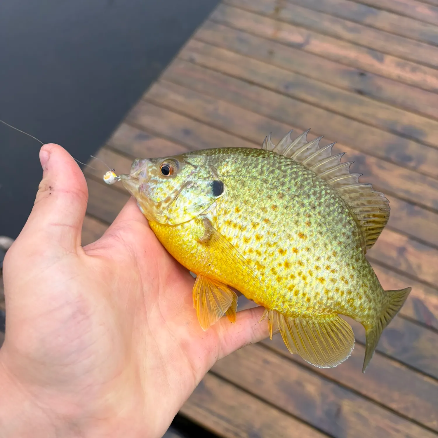 The most recent Orangespotted sunfish catches on Fishbrain