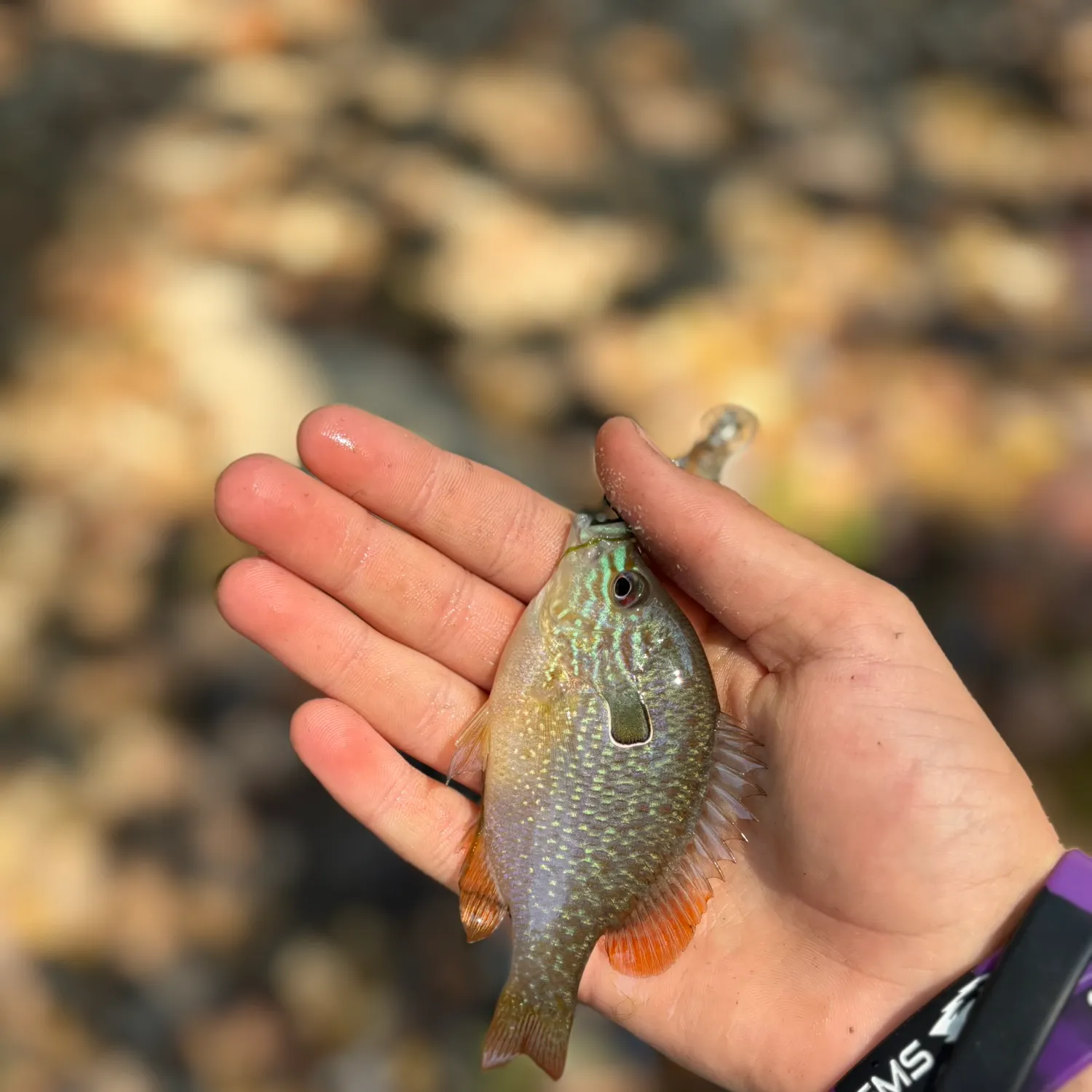 Longear sunfish caught on Fishbrain