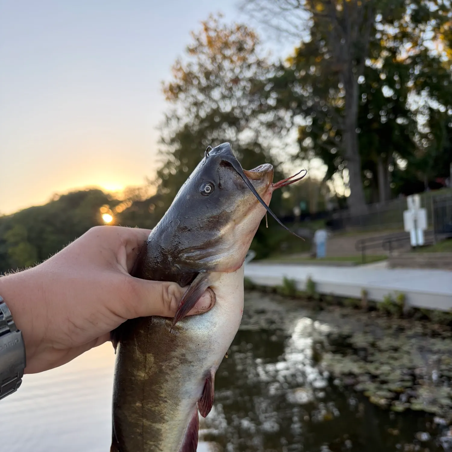 catch