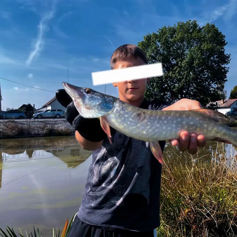 Northern pike caught on Fishbrain