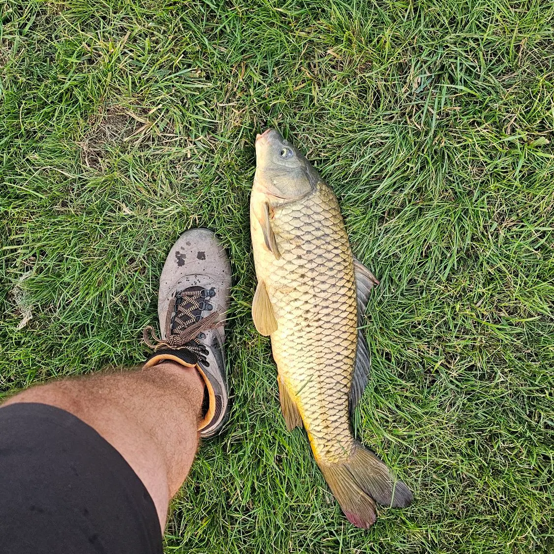 Common carp caught on Fishbrain