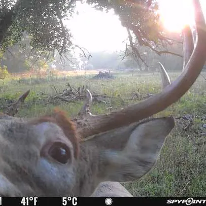 The most recent Atlantic white marlin catches on Fishbrain