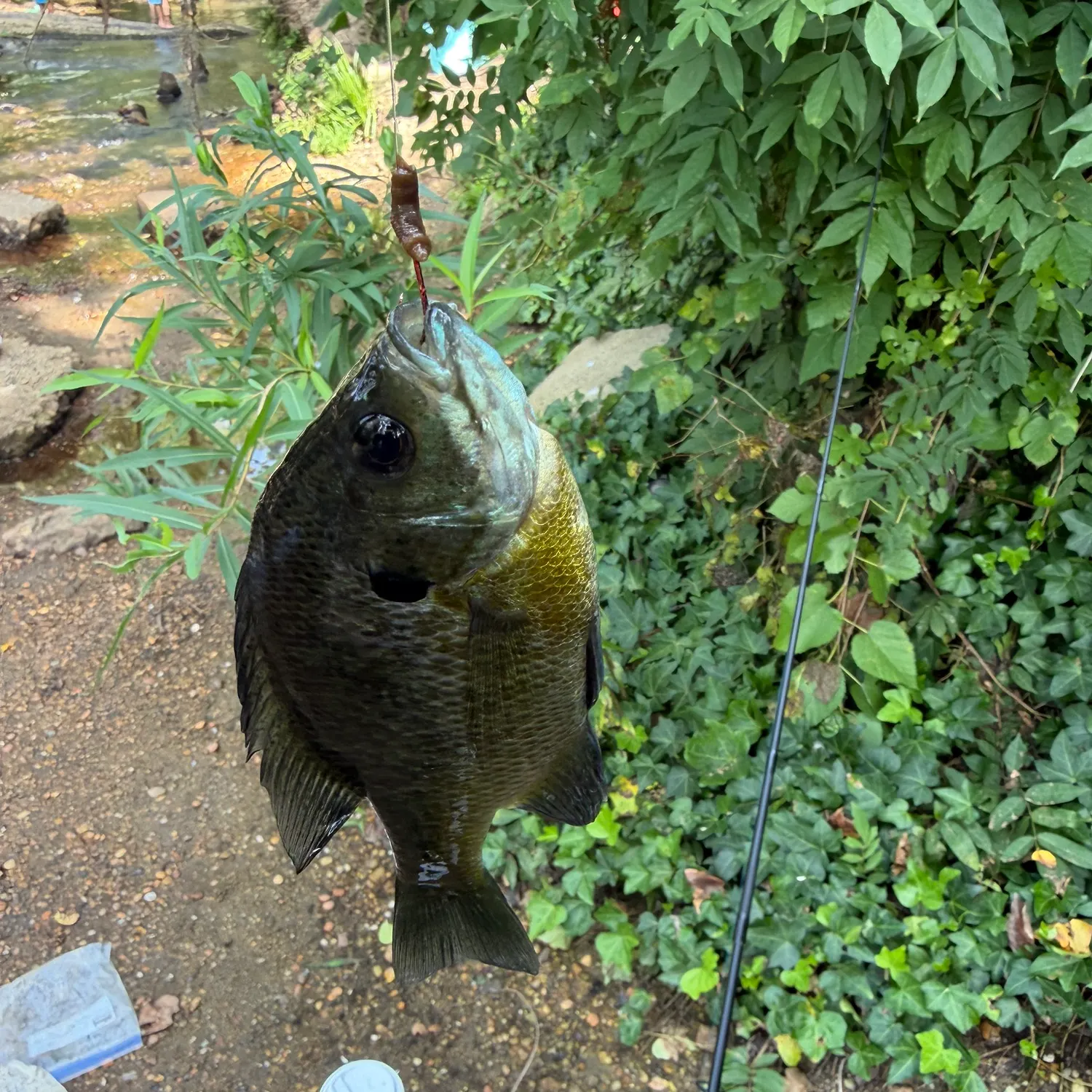 Bluegill caught on Fishbrain
