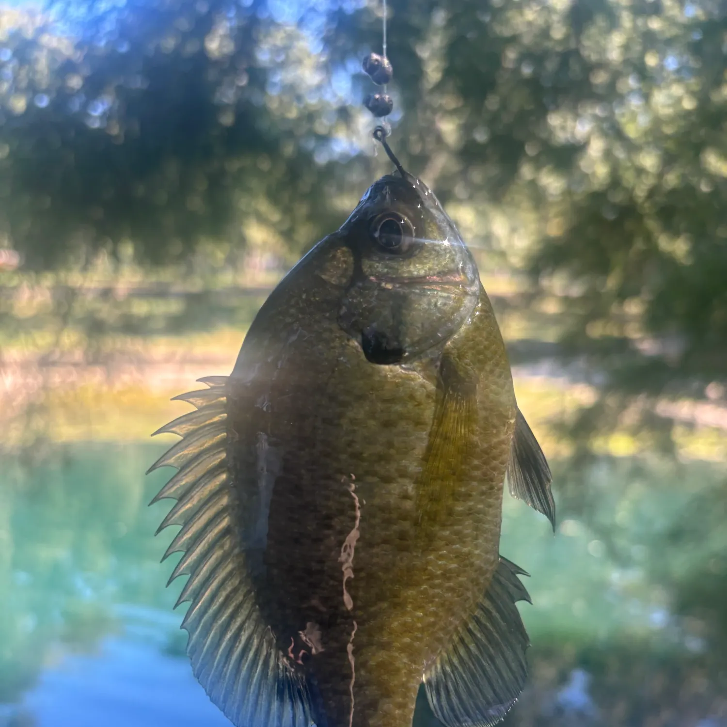 Bluegill caught on Fishbrain