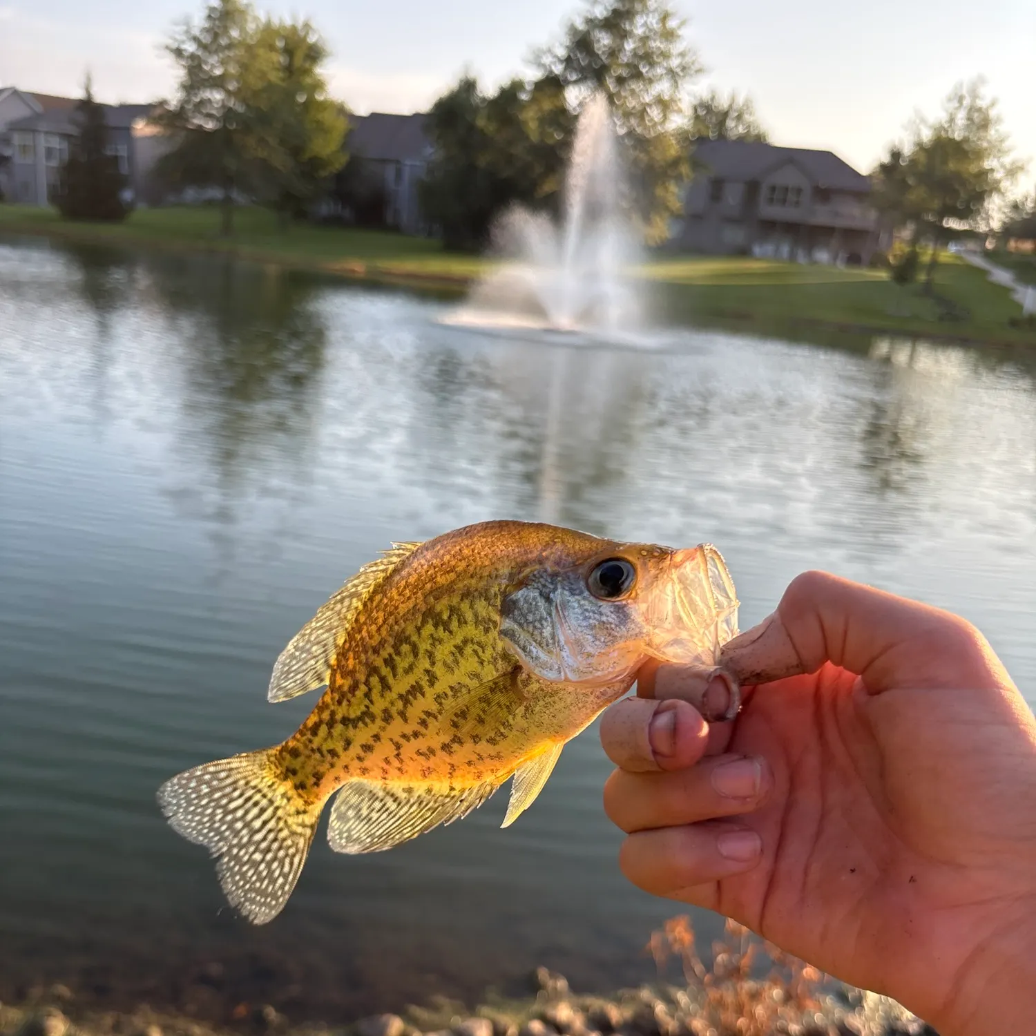 Black crappie caught on Fishbrain