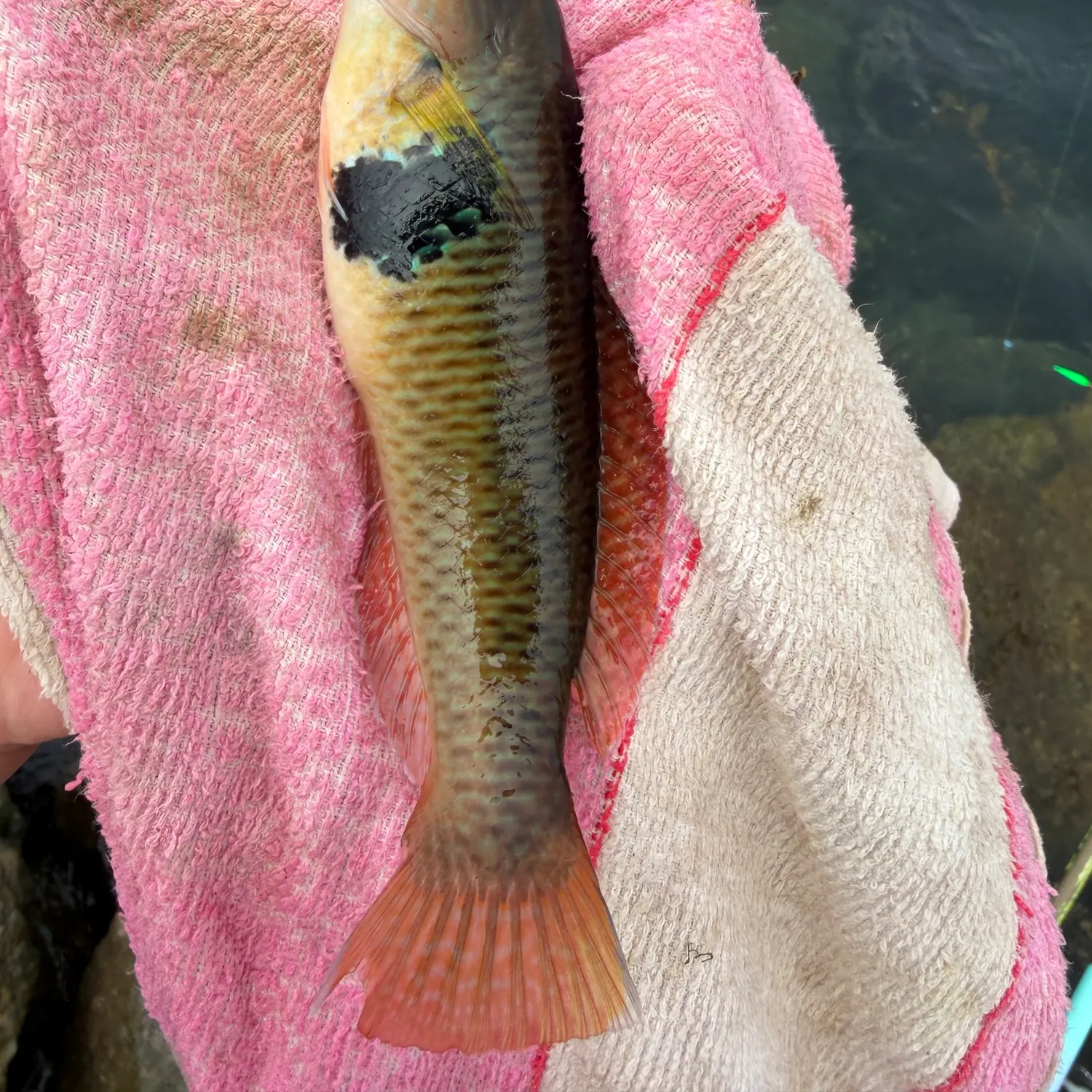 Rock wrasse caught on Fishbrain