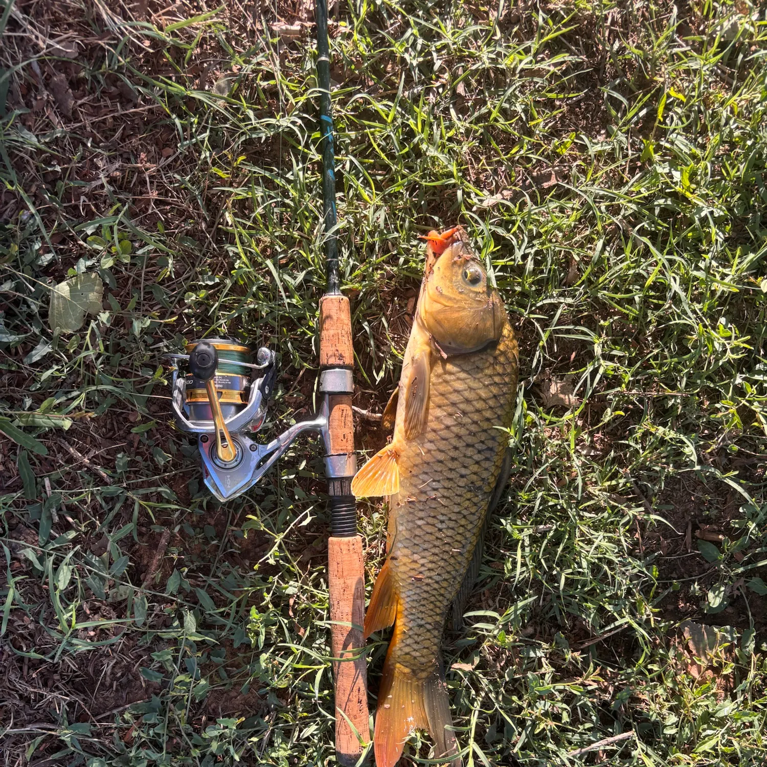 Common carp caught on Fishbrain