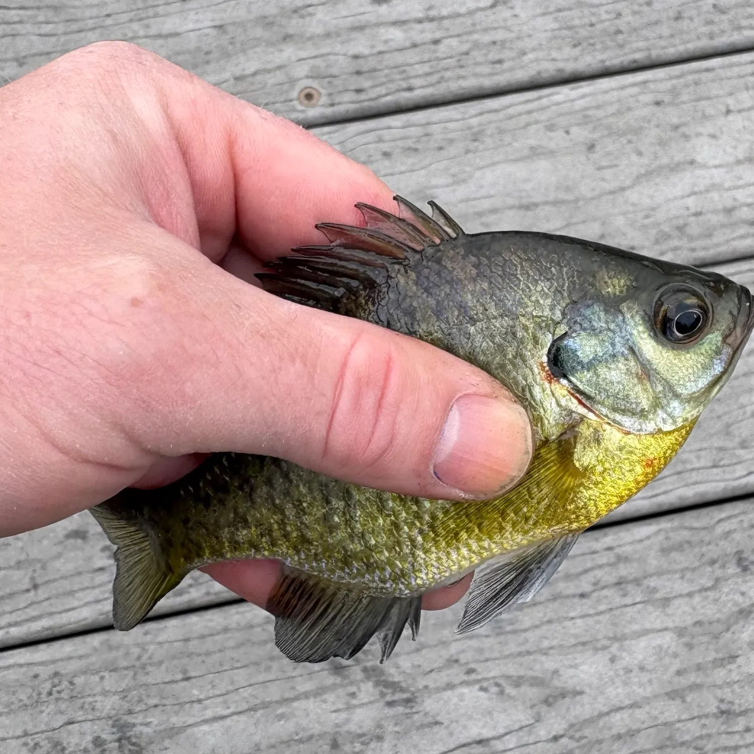 Bluegill caught on Fishbrain