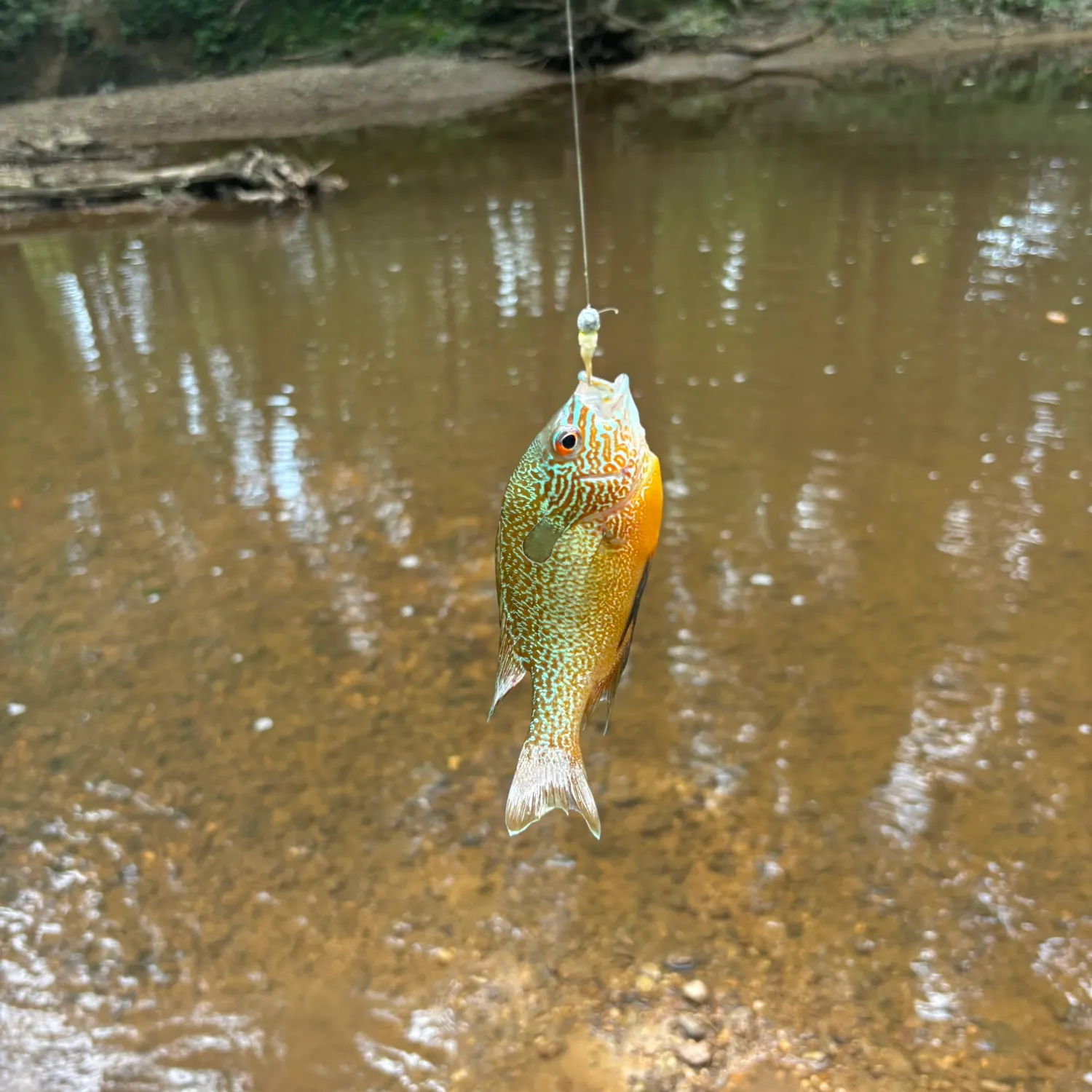 Longear sunfish caught on Fishbrain