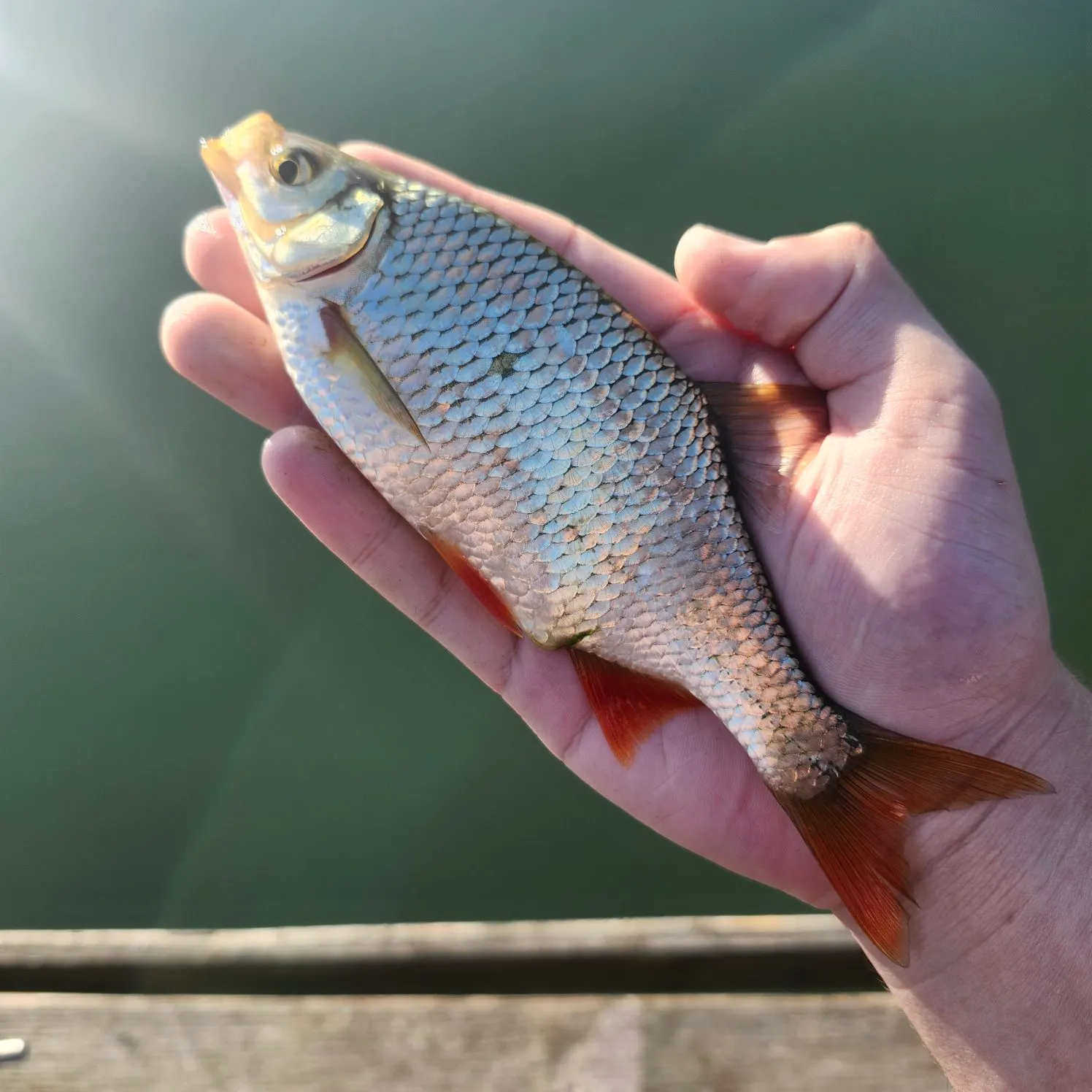 Common rudd caught on Fishbrain