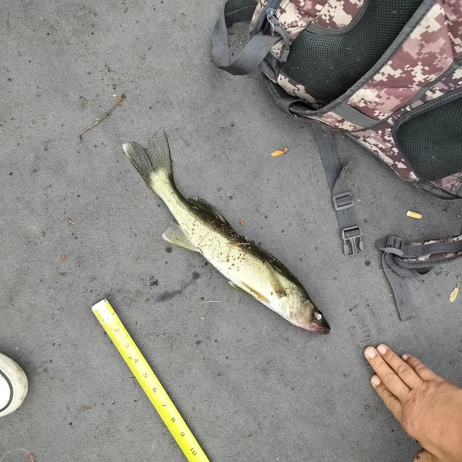 catch