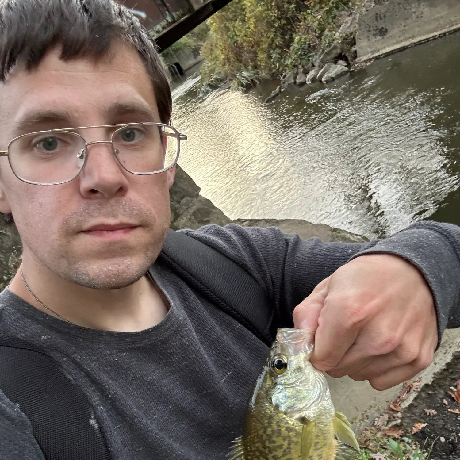 Black crappie caught on Fishbrain