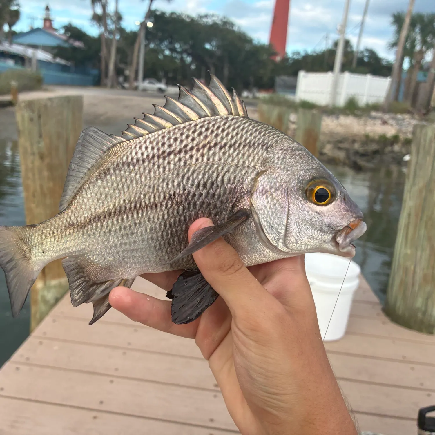 The most recent Black margate catches on Fishbrain