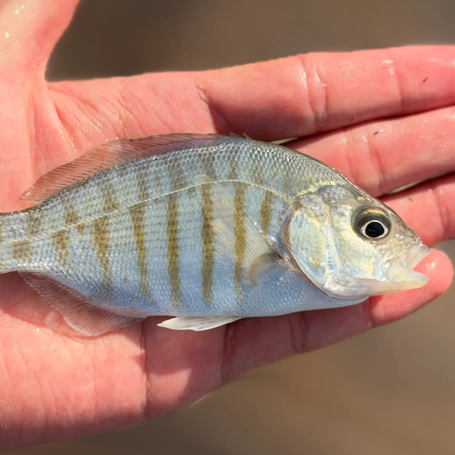 Barred surfperch caught on Fishbrain