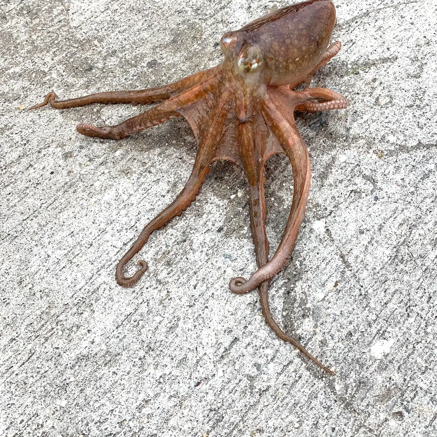 The most recent California two-spot octopus catches on Fishbrain