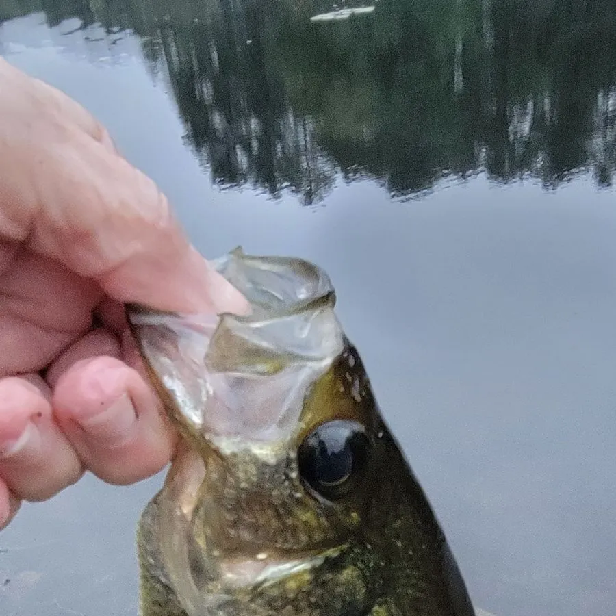 Black crappie caught on Fishbrain