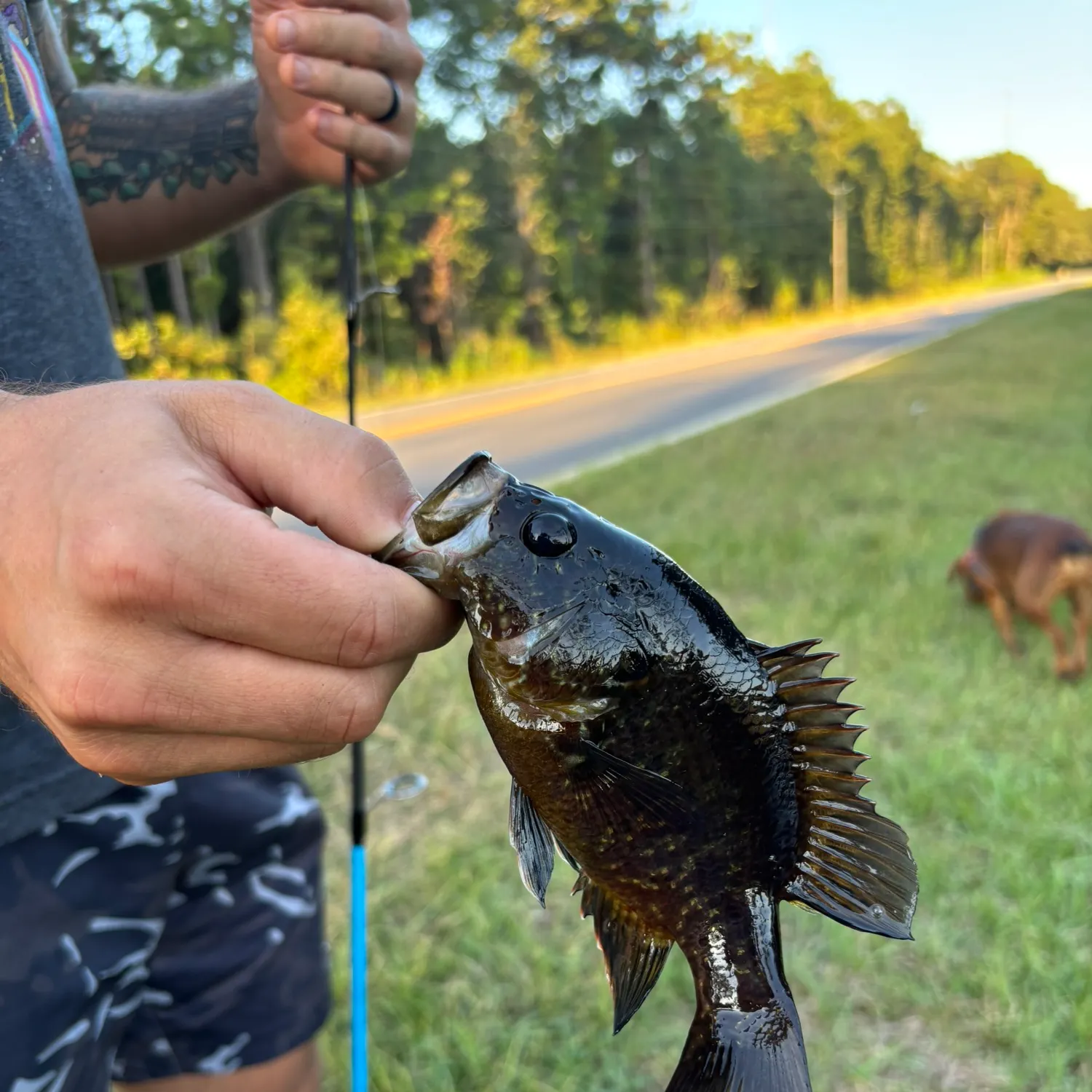 recently logged catches