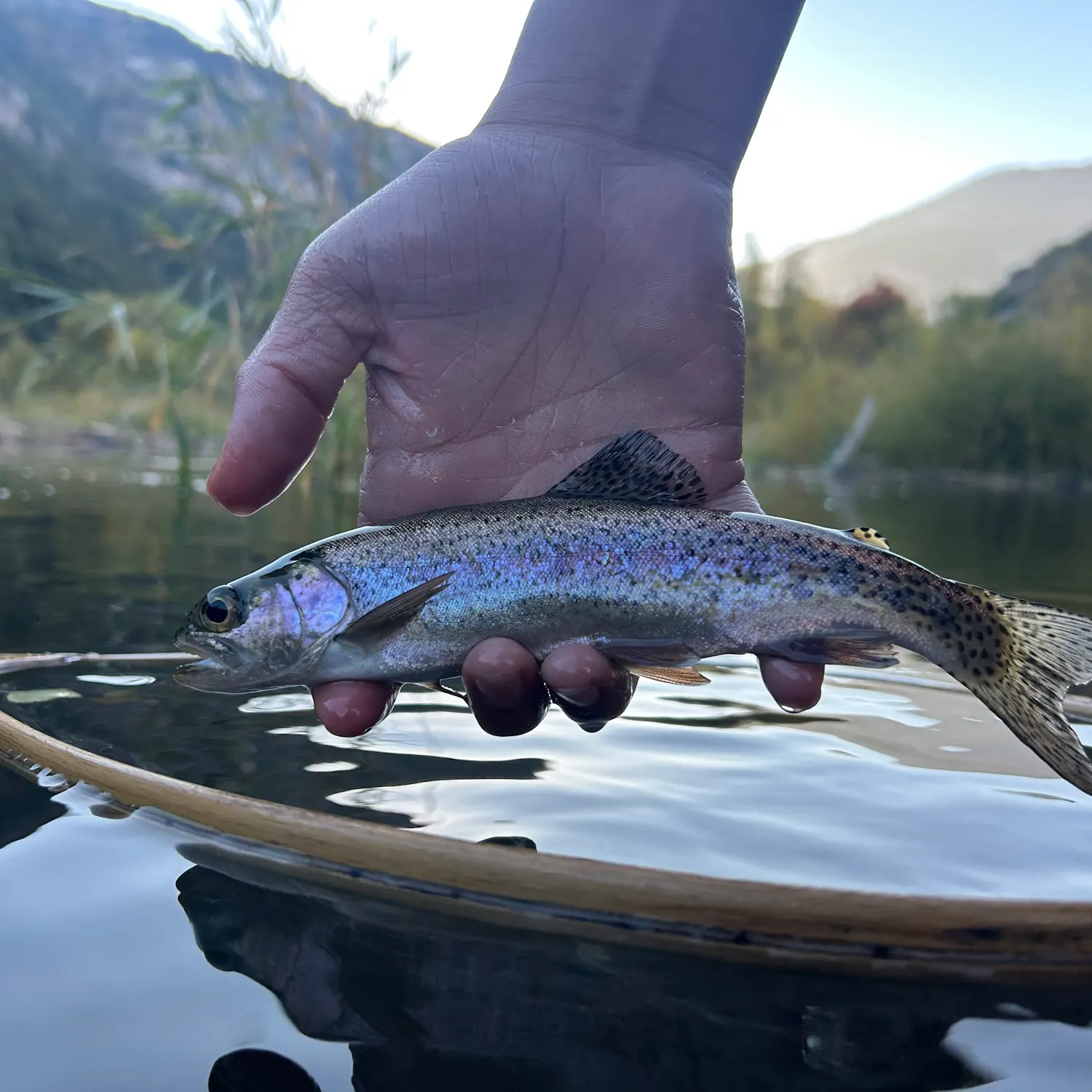 Rainbow trout caught on Fishbrain
