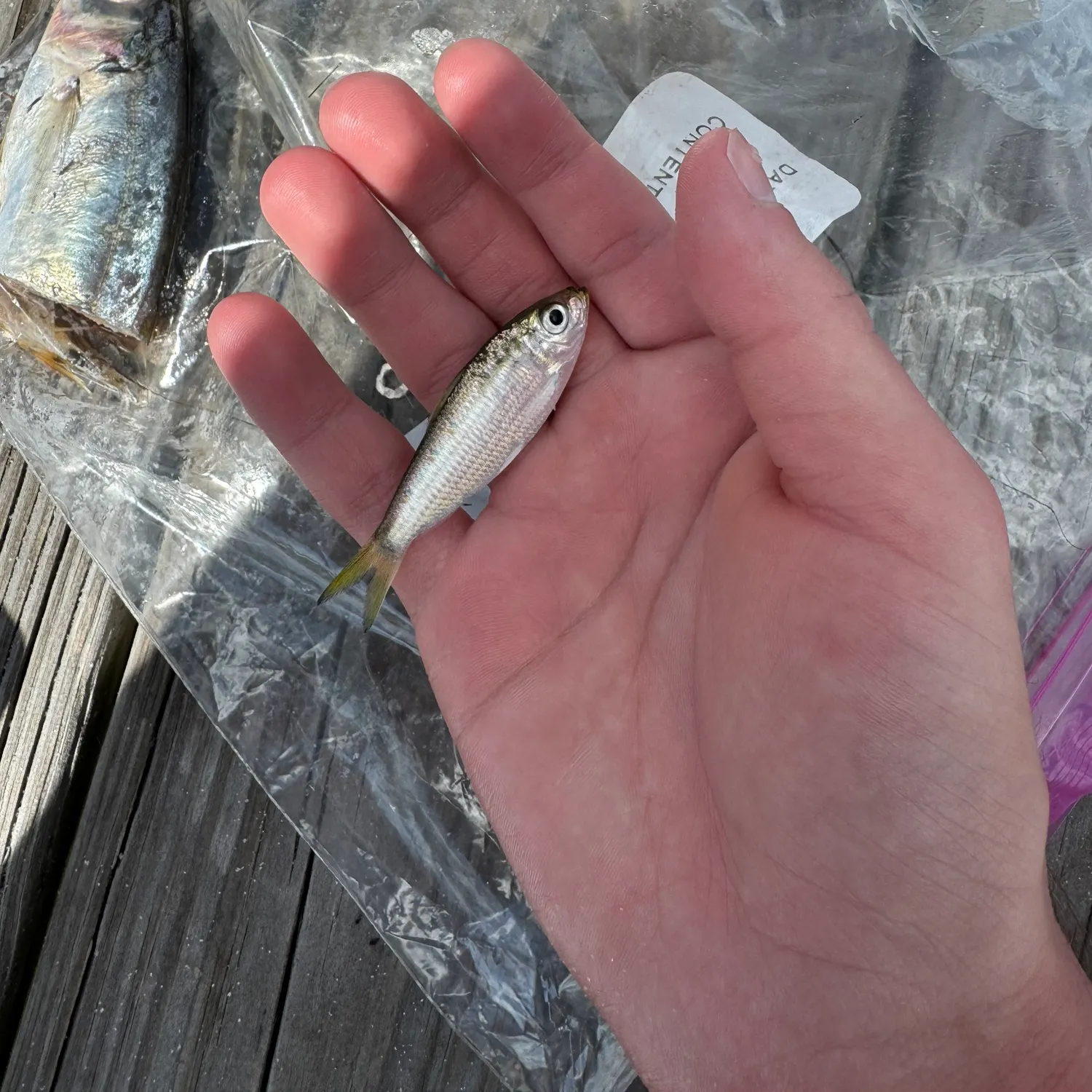 The most recent Scaled herring catches on Fishbrain
