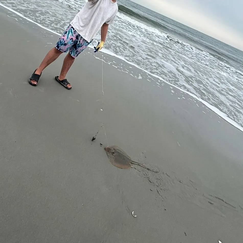 The most recent Blue skate catches on Fishbrain