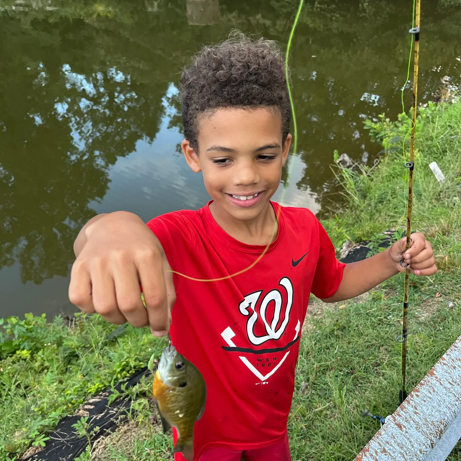 Bluegill caught on Fishbrain