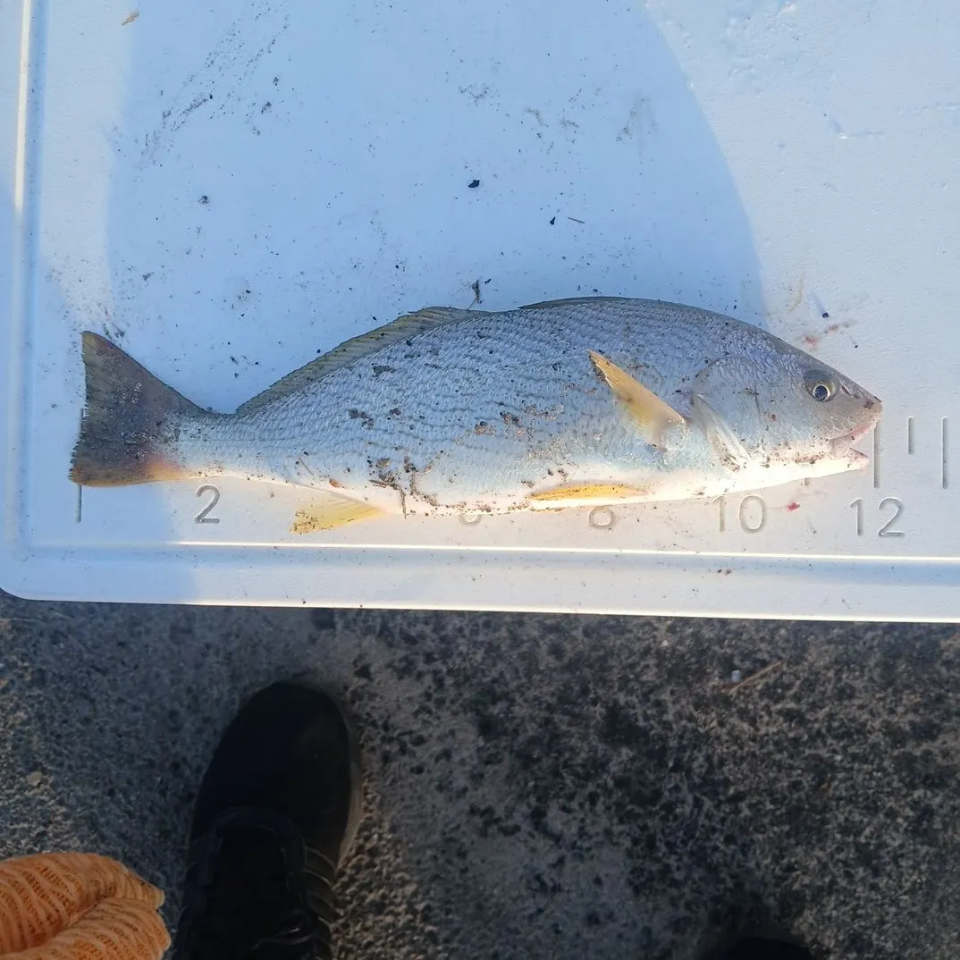 Yellowfin croaker caught on Fishbrain