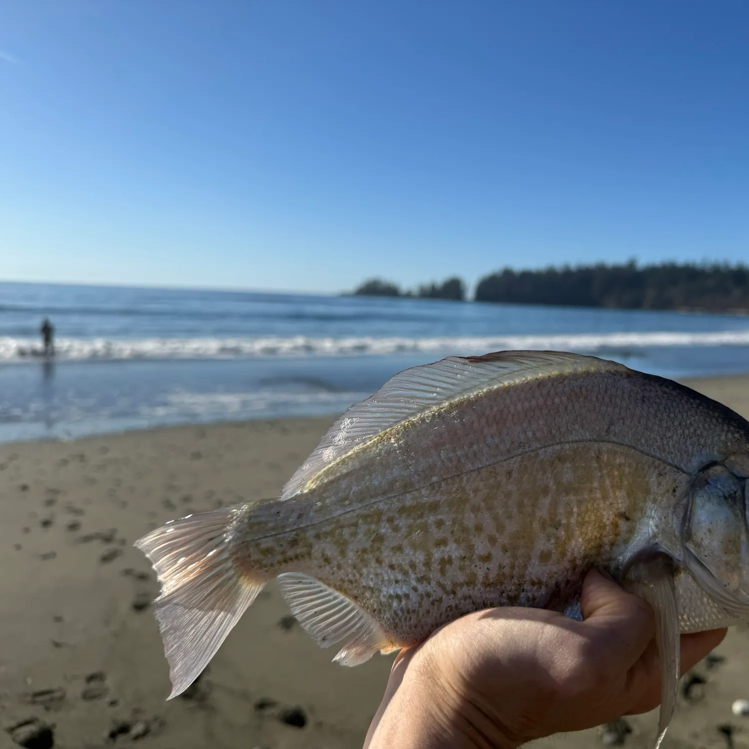 The most recent Calico surfperch catches on Fishbrain